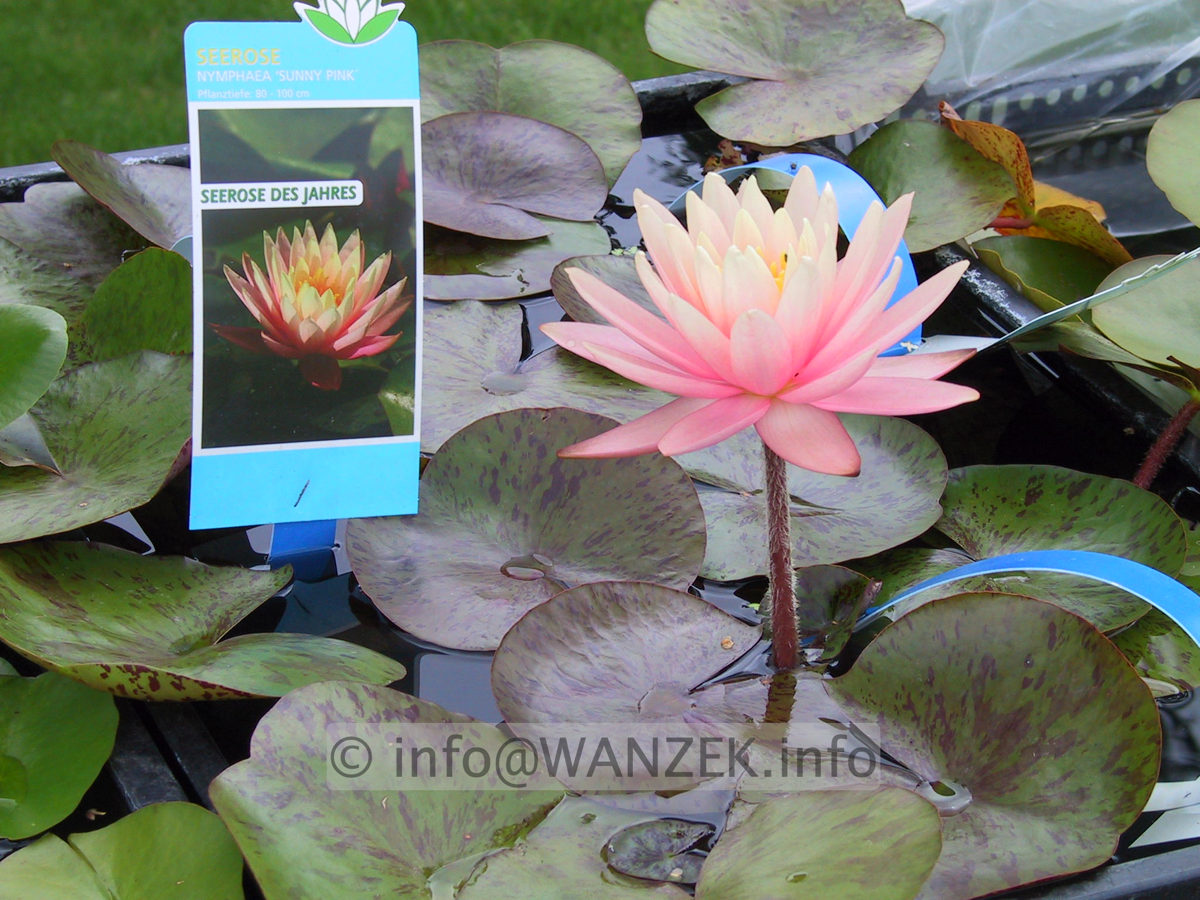 Nymphaea Sunny Pink 3.JPG
